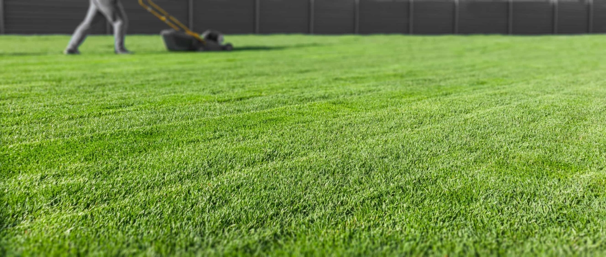 Verse graszode op vochtige tuinaarde, gelegd in het najaar